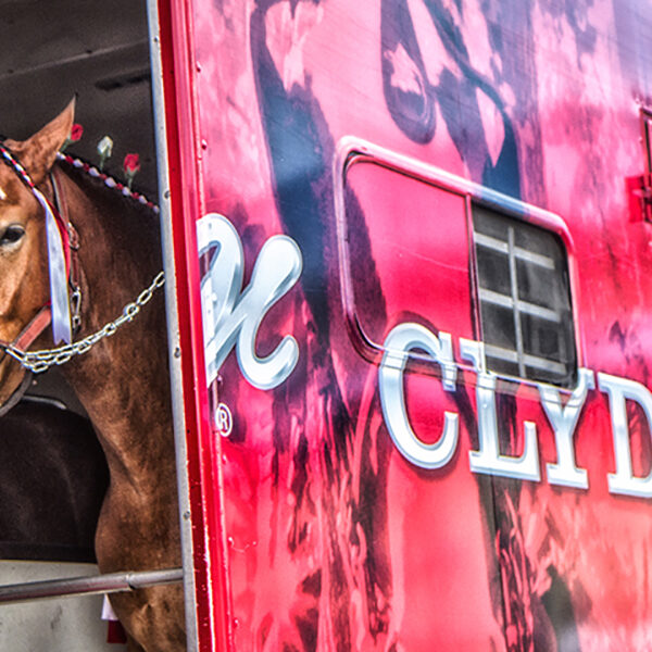 Tourism Budweiser Clydesdales
