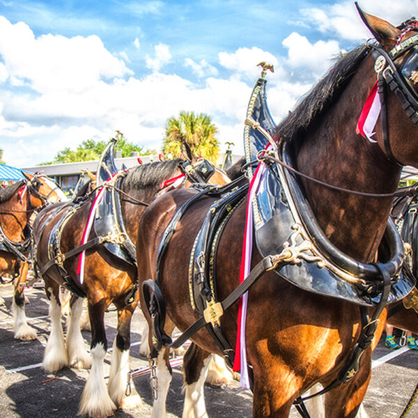 Tourism Budweiser Clydesdales